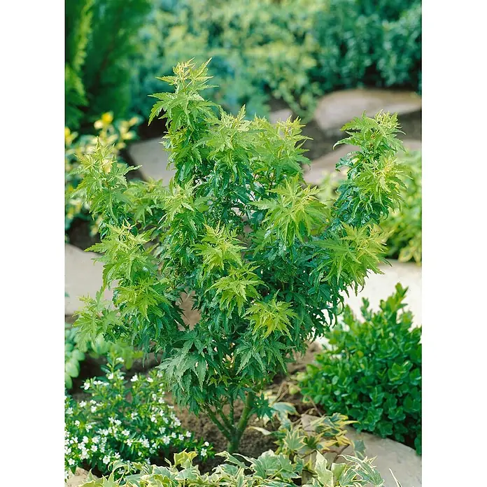 Pflanzen für dich Fächerahorn 125-150 cm - Acer palmatum 'Kamagata' - Lebhaft grüner Fächerahornstrauch mit sternförmigen, tief eingeschnittenen Blättern im Garten.