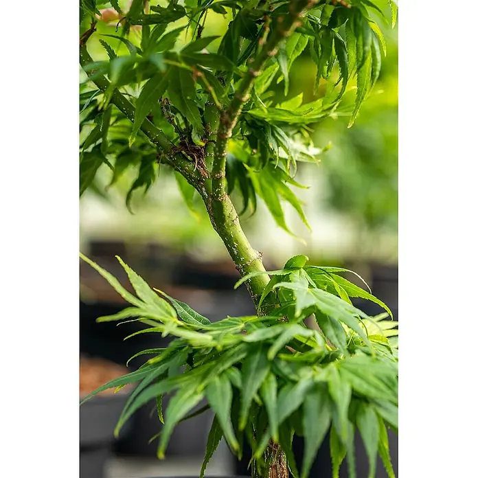 Pflanzen für dich Fächerahorn 30-40 cm - Acer palmatum 'Mikawa yatsubusa' - Nahaufnahme einer Pflanze mit tief gelappten, leuchtend grünen Blättern und einem strukturierten Stamm.