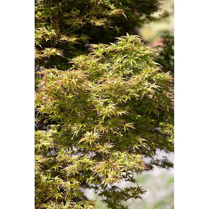 Pflanzen für dich Fächerahorn 125-150 cm - Acer palmatum 'Kamagata' - Nahaufnahme von leuchtend grünen, fein gelappten Blättern mit rötlichen Spitzen, die zartes Pflanzenlaub zeigen.