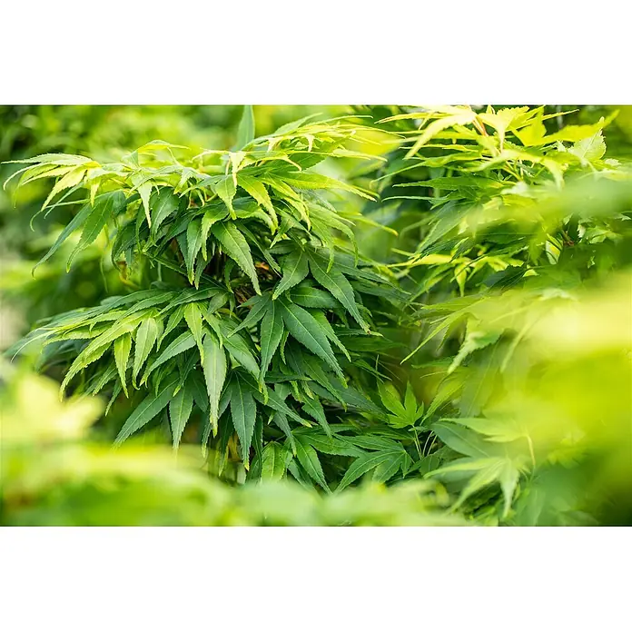 Pflanzen für dich Fächerahorn 30-40 cm - Acer palmatum 'Mikawa yatsubusa' - Leuchtend grüne Blätter eines japanischen Ahorns, teilweise von Sonnenlicht beleuchtet.