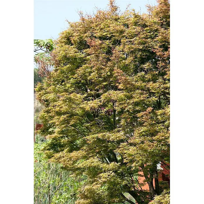Pflanzen für dich Fächerahorn 125-150 cm - Acer palmatum 'Kamagata' - Ein voller, belaubter Baum mit hellgrünen Blättern und rötlich-braunen Spitzen.