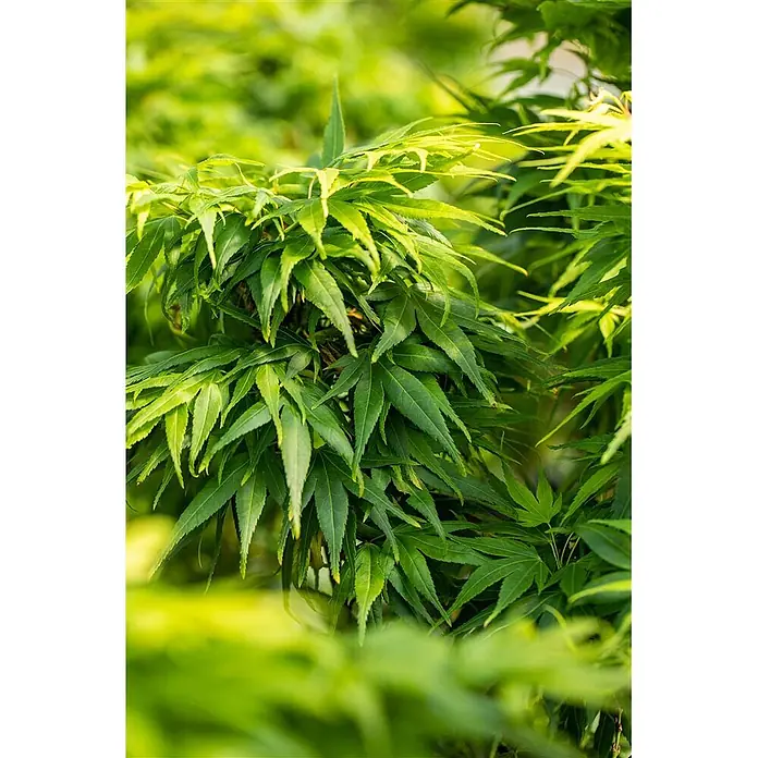 Pflanzen für dich Fächerahorn 30-40 cm - Acer palmatum 'Mikawa yatsubusa' - Leuchtend grünes Laub mit filigranen, spitzen Blättern.