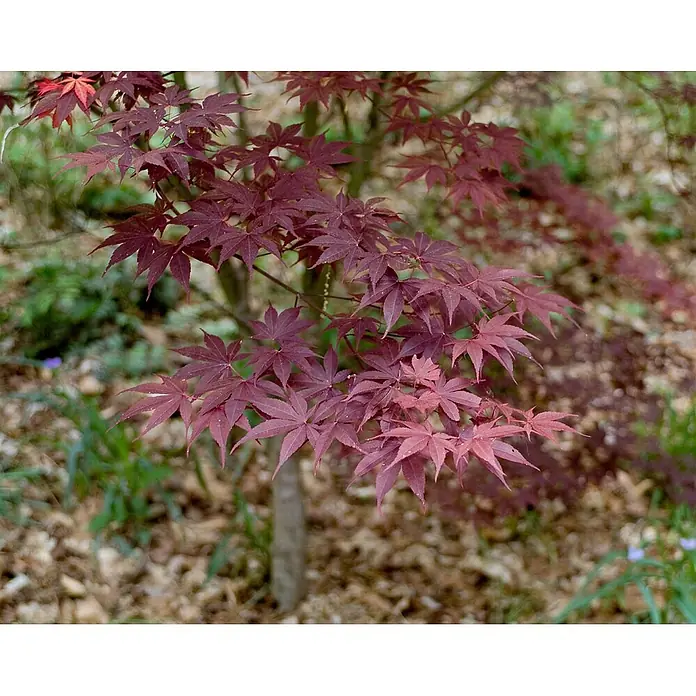 Pflanzen für dich Fächerahorn 40-60 cm - Acer palmatum 'Moonfire' - Ein kleiner japanischer Ahornbaum mit leuchtend roten, sternförmigen Blättern in natürlicher Umgebung.