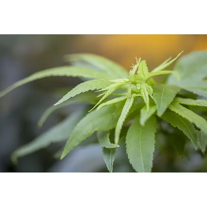 Pflanzen für dich Fächerahorn 30-40 cm - Acer palmatum 'Mikawa yatsubusa' - Nahaufnahme einer leuchtend grünen Pflanze mit gezackten Blättern, zeigt frisches Wachstum im natürlichen Licht.