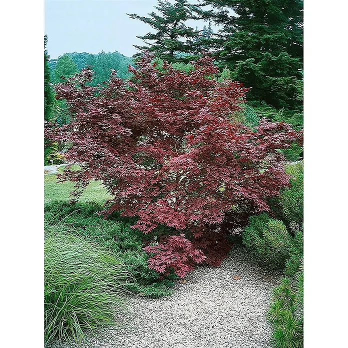 Pflanzen für dich Fächerahorn 40-60 cm - Acer palmatum 'Moonfire' - Ein lebendiger roter japanischer Ahornbaum mit tief burgunderroten Blättern in einer üppigen Gartenumgebung mit grünen Pflanzen und hellem Kies.