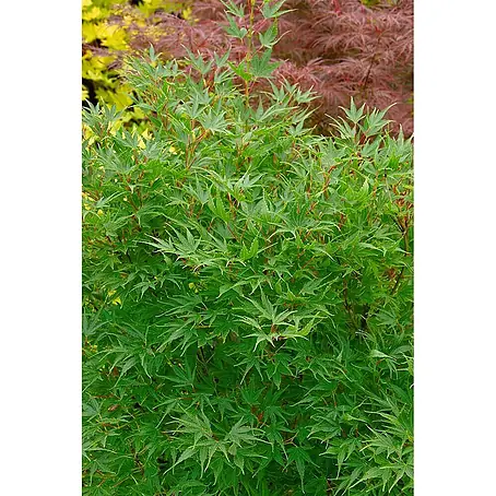 Pflanzen für dich  Fächerahorn 100-125 cm
