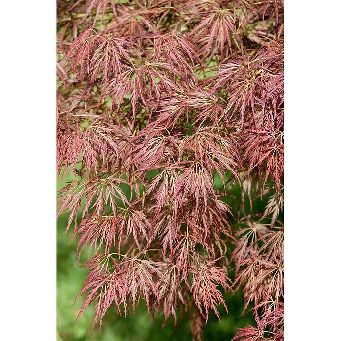 Pflanzen für dich Fächerahorn Fächerahorn - Acer palmatum 'Ornatum' - Spitzenartige, tief eingeschnittene rot-violette Blätter eines Fächerahorns.