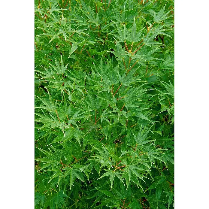 Pflanzen für dich Fächerahorn 100-125 cm - Acer palmatum 'Crippsii' - Üppige grüne Fächerahornblätter mit rötlichen Stielen.