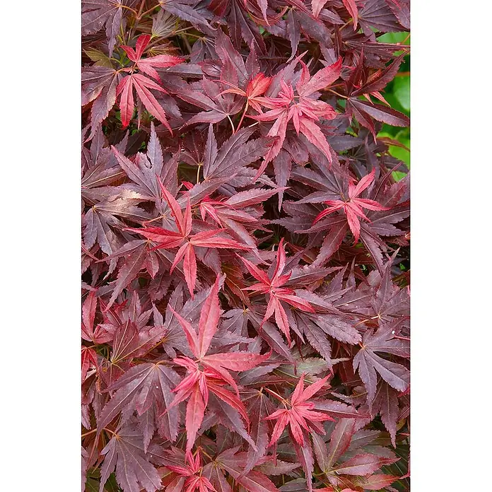 Pflanzen für dich Fächerahorn 40-60 cm - Acer palmatum 'Aratama' - Sternförmige Blätter in lebhaftem Rot und tiefem Rotbraun.