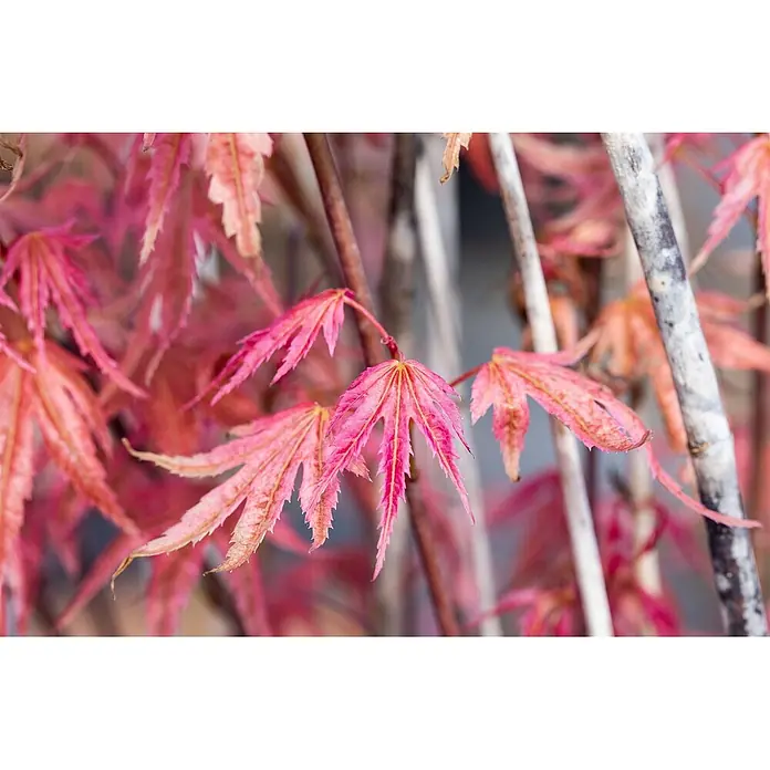 Pflanzen für dich Fächerahorn 60-100 cm - Acer palmatum 'Phoenix' - Leuchtend rosarot gefärbte japanische Ahornblätter mit tief gelappten, fein gezackten Rändern an dunklen Ästen.