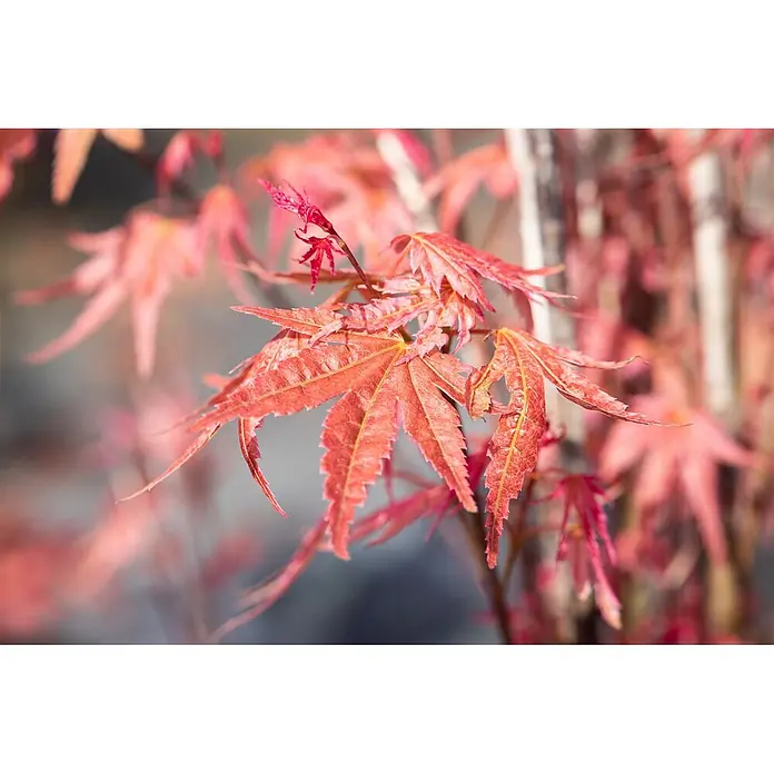 Pflanzen für dich Fächerahorn 60-100 cm - Acer palmatum 'Phoenix' - Leuchtend rot-orange Blätter eines japanischen Ahornbaums.
