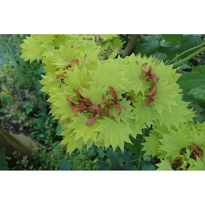 Pflanzen für dich Fächerahorn 25-30 cm - Acer shirasawanum 'Aureum' - Hellgrüne, gelappte Blätter mit gezackten Rändern, durchsetzt mit rotbraunen geflügelten Samen.