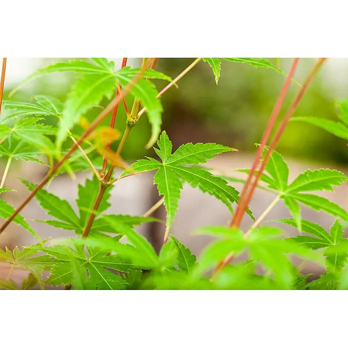 Pflanzen für dich Fächerahorn 60-100 cm - Acer palmatum 'Phoenix' - Nahaufnahme von leuchtend grünen, sternförmigen Blättern mit rotbraunen Stängeln.