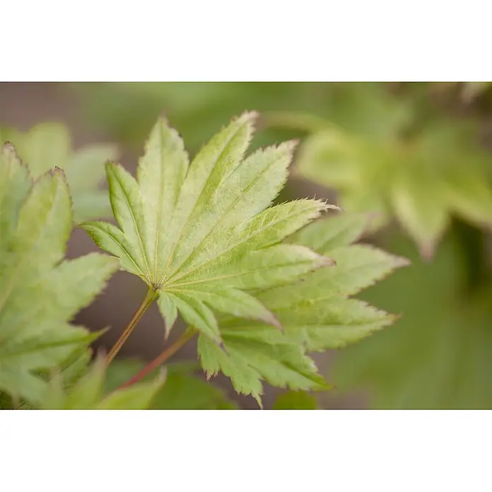Pflanzen für dich Fächerahorn 25-30 cm - Acer shirasawanum 'Aureum' - Leuchtend grüne, handförmige Blätter mit rötlichen gezackten Rändern und sichtbaren Adern.