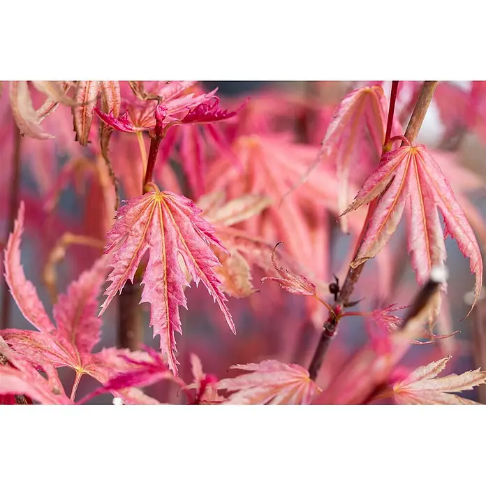 Pflanzen für dich Fächerahorn 60-100 cm - Acer palmatum 'Phoenix' - Zarte, rosa Ahornblätter mit gezackten Rändern und gelben Adern.