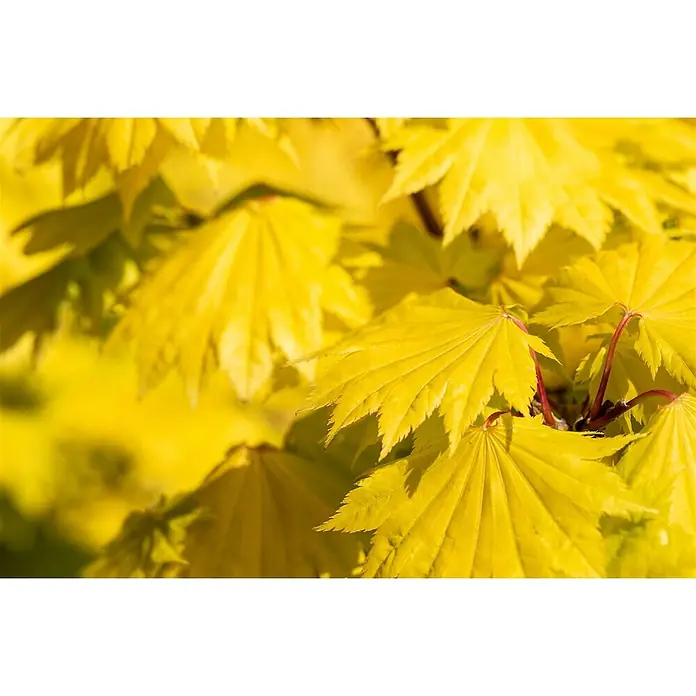 Pflanzen für dich Fächerahorn 25-30 cm - Acer shirasawanum 'Aureum' - Nahaufnahme von leuchtend gelben Ahornblättern mit ihrer gelappten Form und rötlichen Stielen im natürlichen Licht.