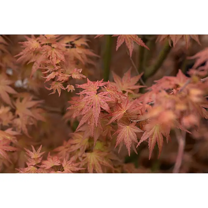 Pflanzen für dich Fächerahorn 60-100 cm - Acer palmatum 'Phoenix' - Lebhaft rötlich-orange Ahornblätter mit gelb-grünen Adern an einem Ast.
