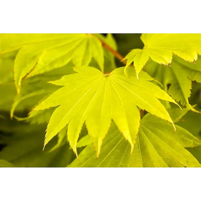 Pflanzen für dich Fächerahorn 25-30 cm - Acer shirasawanum 'Aureum' - Hellgrüne, gezackte, sternförmige Blätter mit deutlichen Adern, teils mit rötlichen Spitzen, an Zweigen wachsend.