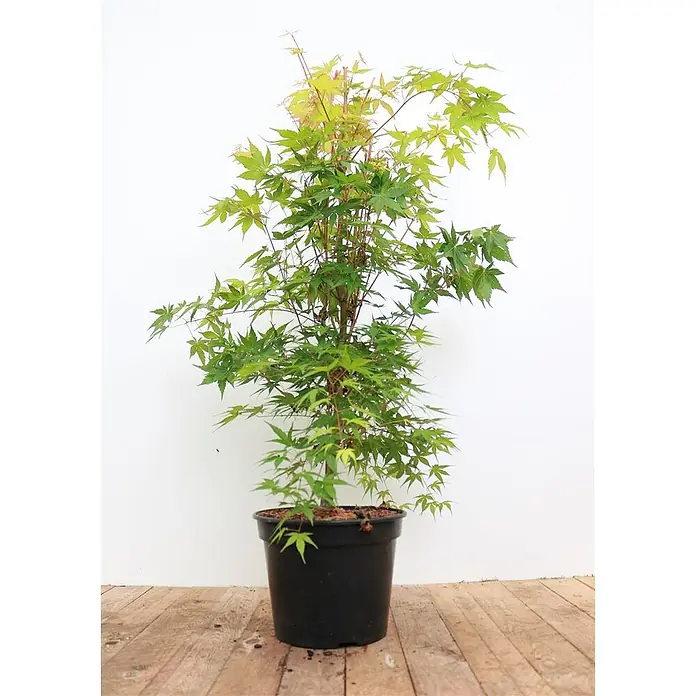 Pflanzen für dich Fächerahorn 40-50 cm - Acer palmatum 'Sangokaku' - Grüner japanischer Ahornbaum mit rötlichen Stielen in einem schwarzen Topf.