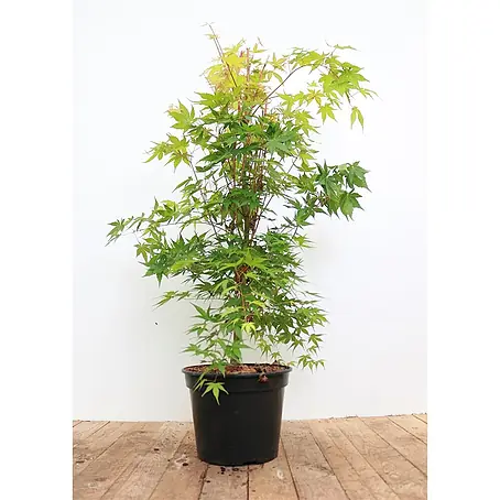 Pflanzen für dich  Fächerahorn 40-50 cm