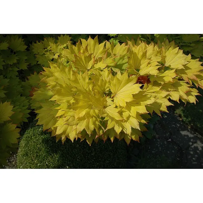 Pflanzen für dich Fächerahorn 25-30 cm - Acer shirasawanum 'Aureum' - Leuchtend gelbe, sternförmige Ahornblätter mit rötlichen Rändern an einer buschigen Pflanze.