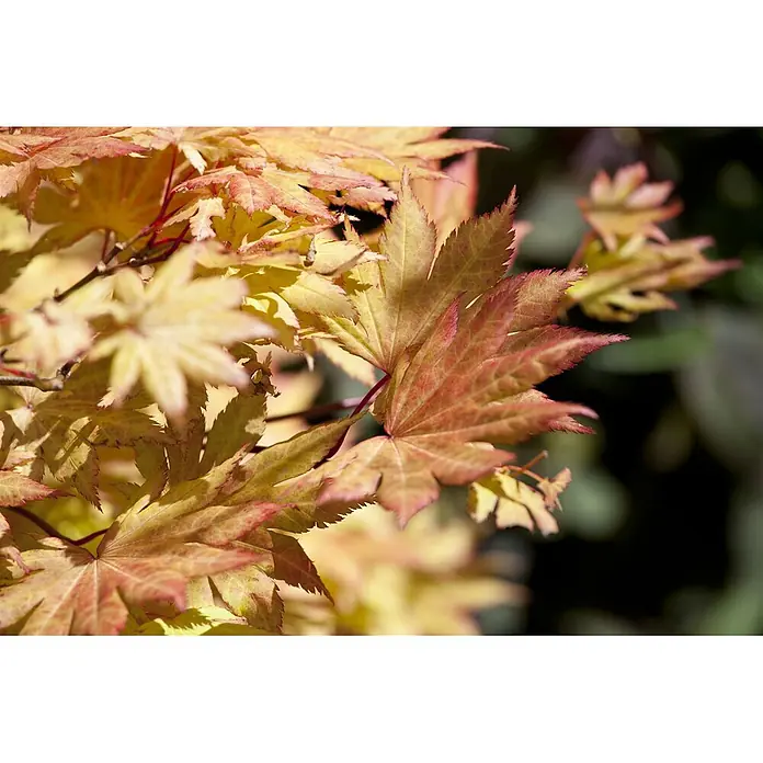 Pflanzen für dich Fächerahorn 100-125 cm - Acer shirasawanum 'Autumn Moon' - Leuchtend gelbe und rote Ahornblätter an einem Ast, von Sonnenlicht beleuchtet.