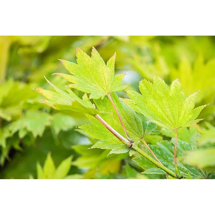 Pflanzen für dich Fächerahorn 25-30 cm - Acer shirasawanum 'Aureum' - Hellgrüne Ahornblätter mit roten Stielen, sichtbaren Blattadern und leicht rötlichen Spitzen.
