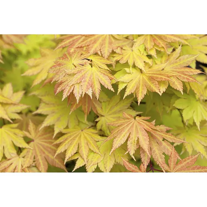 Pflanzen für dich Fächerahorn 100-125 cm - Acer shirasawanum 'Autumn Moon' - Gelb-grüne japanische Ahornblätter mit rötlichen Adern und Rändern, in Nahaufnahme.