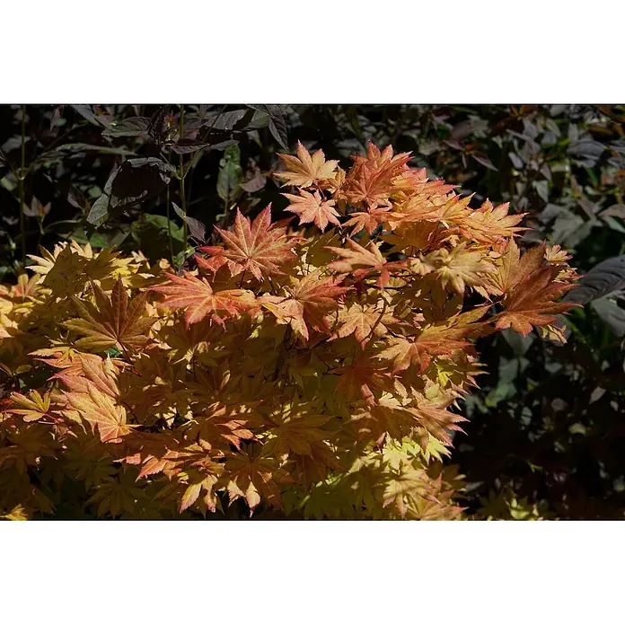 Pflanzen für dich Fächerahorn 100-125 cm - Acer shirasawanum 'Autumn Moon' - Leuchtend orange-gelbe Ahornblätter im Sonnenlicht, die ihre komplexen Formen vor dunklem Hintergrund zeigen.