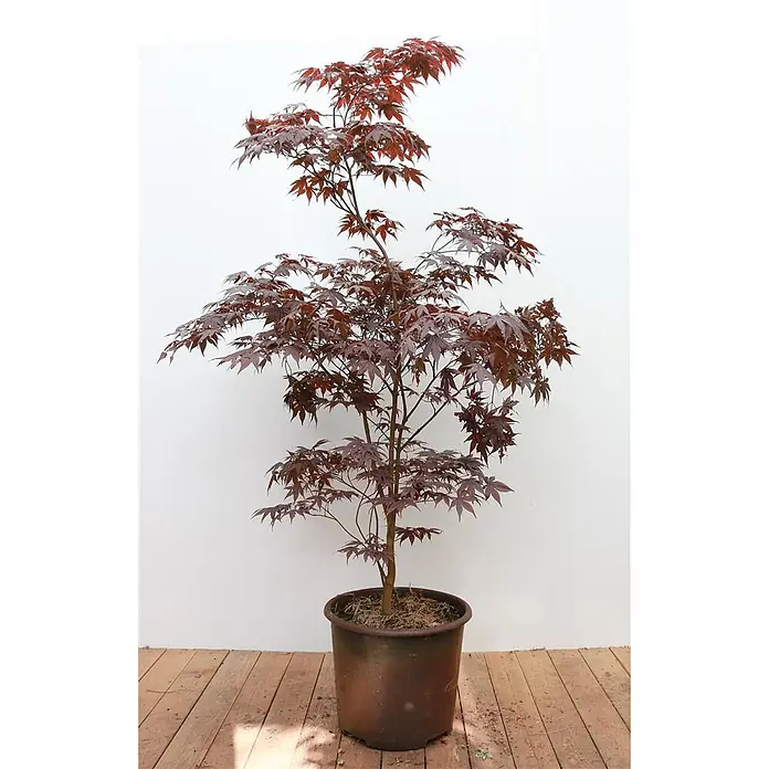 Pflanzen für dich Fächerahorn 125-150 cm - Acer palmatum 'Skeeters Broom' - Ein getopfter Japanischer Ahornbaum mit tiefroten, sternförmigen Blättern in einem braunen Topf.