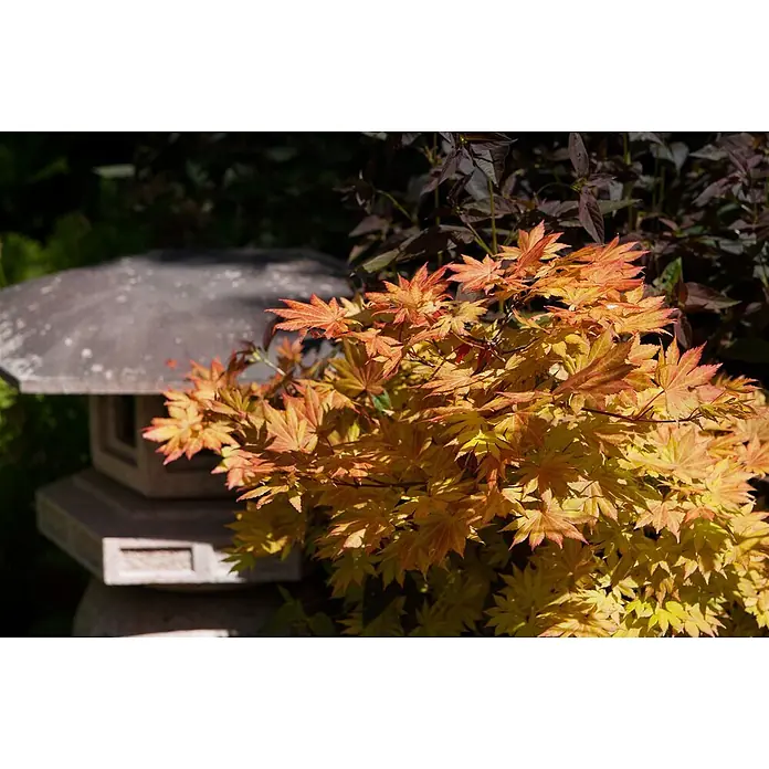 Pflanzen für dich Fächerahorn 100-125 cm - Acer shirasawanum 'Autumn Moon' - Leuchtend gelbe und orangefarbene Ahornblätter in einem Garten, dahinter eine traditionelle graue Steinlaterne.