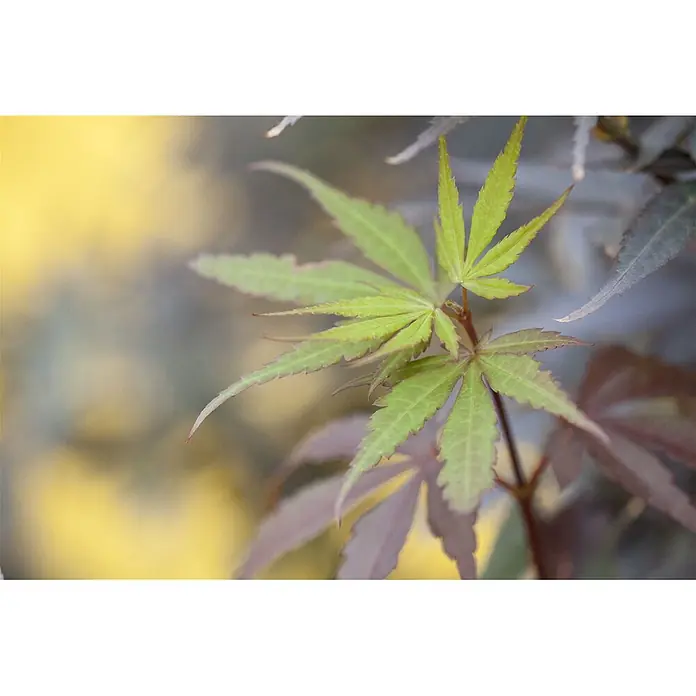 Pflanzen für dich Fächerahorn 40-60 cm - Acer palmatum 'Skeeters Broom' - Nahaufnahme von sternförmigen, fein geschnittenen japanischen Ahornblättern in Hellgrün und Rotbraun an einem Zweig.