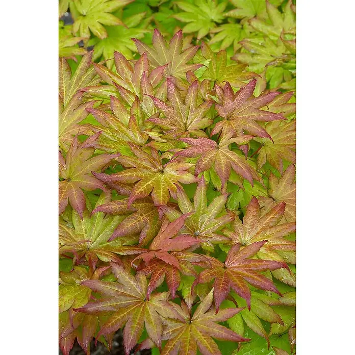 Pflanzen für dich Fächerahorn 100-125 cm - Acer shirasawanum 'Autumn Moon' - Buntlaubige grüne und rotbraune Ahornblätter.