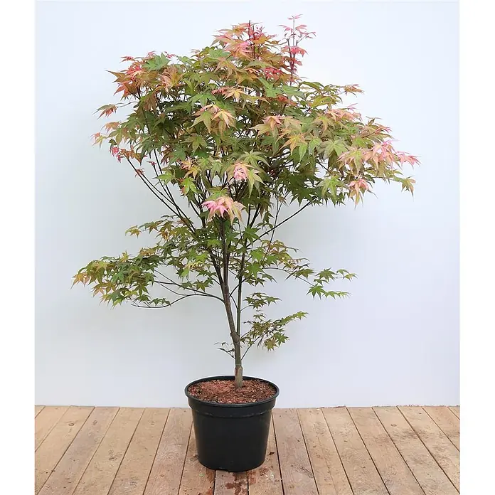 Pflanzen für dich Fächerahorn 100-120 cm - Acer palmatum 'Deshojo' - Kleiner japanischer Ahornbaum mit leuchtend grünen und rosa Blättern in einem schwarzen Topf.