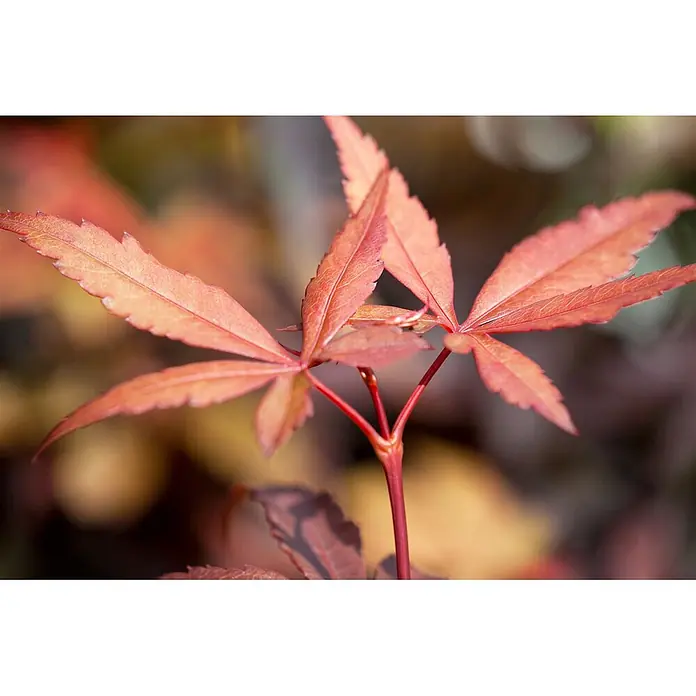 Pflanzen für dich Fächerahorn 40-60 cm - Acer palmatum 'Skeeters Broom' - Leuchtend rot-orange Ahornblätter und Stiel vor warmem, unscharfem Hintergrund.
