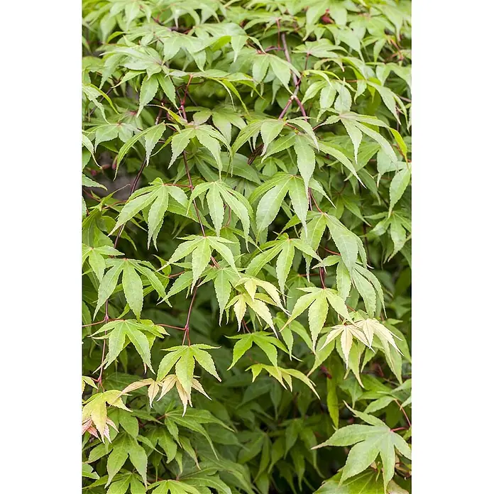 Pflanzen für dich Fächerahorn 200-250 cm - Acer palmatum - Sattes grünes Ahornlaub mit rötlichen Stielen und hellem Neuaustrieb.