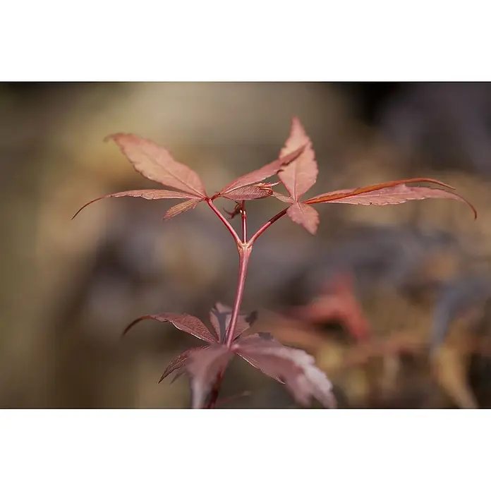 Pflanzen für dich Fächerahorn 40-60 cm - Acer palmatum 'Skeeters Broom' - Junge Pflanze mit rötlich-bronzenen, tief gelappten Blättern.