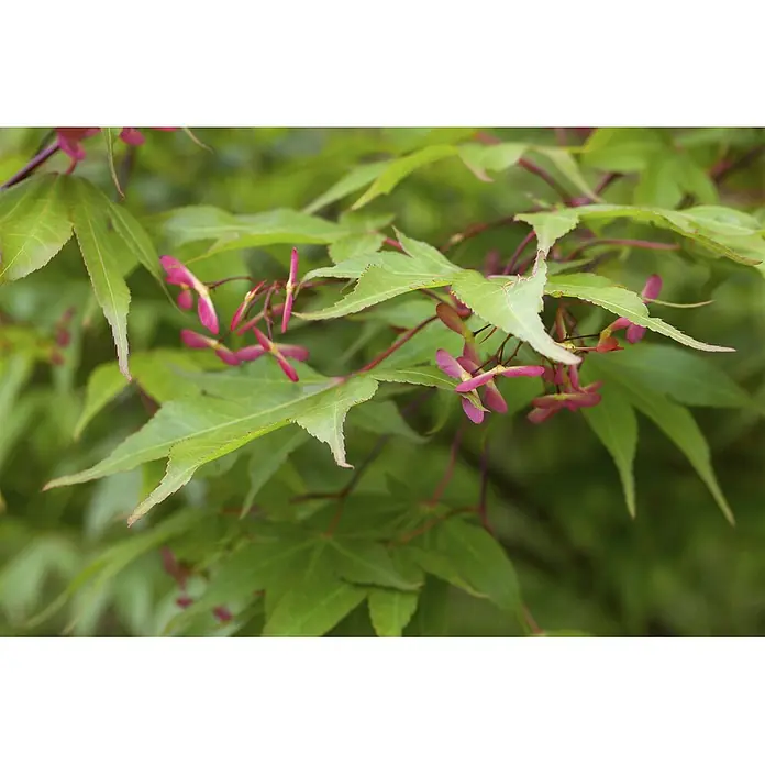 Pflanzen für dich Fächerahorn 200-250 cm - Acer palmatum - Grüne Ahornblätter mit rosa-roten Flügelfrüchten (Samara).