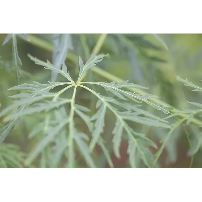 Pflanzen für dich Fächerahorn 30-40 cm - Acer palmatum 'Dissectum Viridis' - Hellgrüne, tief gelappte Blätter mit gezackten Rändern, die von einem zentralen Stiel ausgehen.
