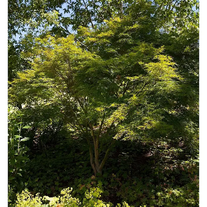 Pflanzen für dich Fächerahorn 175-200 cm - Acer palmatum 'Seiryu' - Ein lebendiger grün-gelbgrüner japanischer Ahornbaum mit dichter Krone, umgeben von Gartengrün.