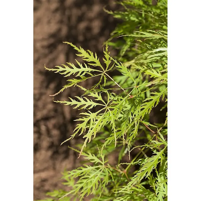 Pflanzen für dich Fächerahorn 30-40 cm - Acer palmatum 'Dissectum Viridis' - Nahaufnahme von leuchtend grünen, tief eingeschnittenen Ahornblättern mit gezacktem Rand, im natürlichen Boden wachsend.