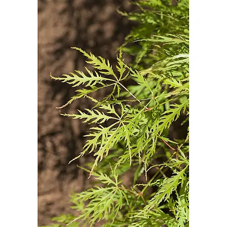 Pflanzen für dich  Fächerahorn 30-40 cm
