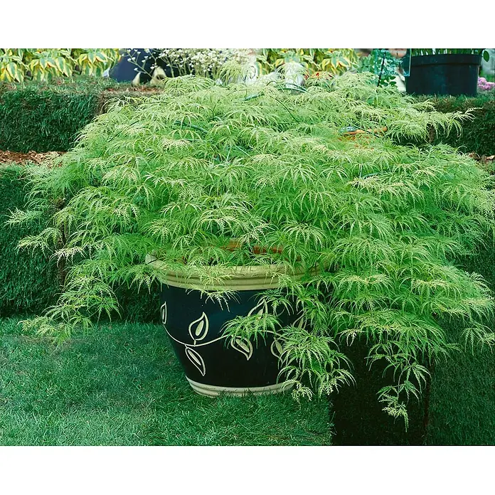 Pflanzen für dich Fächerahorn 30-40 cm - Acer palmatum 'Dissectum Viridis' - Hellgrüner Fächerahorn in einem dekorativen schwarz-beigen Topf, im Garten platziert.