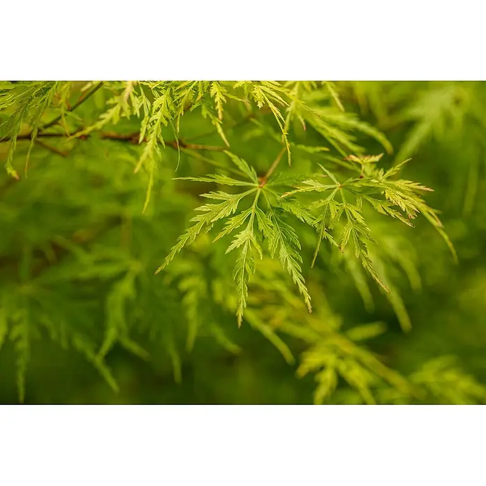 Pflanzen für dich Fächerahorn 175-200 cm - Acer palmatum 'Seiryu' - Lebhaft grüne, tief gelappte Blätter eines japanischen Ahornbaums.