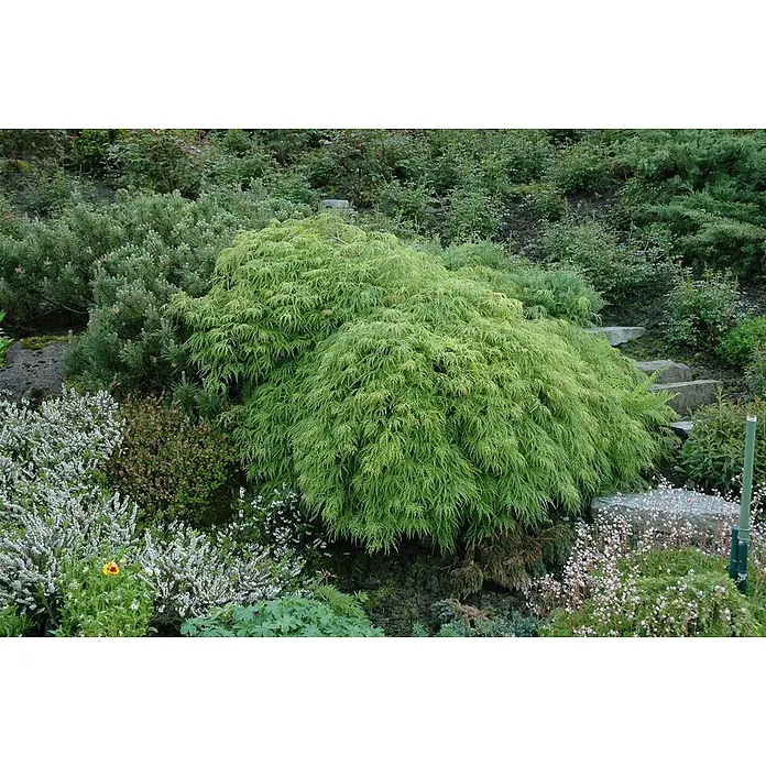Pflanzen für dich Fächerahorn 30-40 cm - Acer palmatum 'Dissectum Viridis' - Ein großer, hellgrüner, feinblättriger Fächerahorn-Strauch, prominent in einem üppigen Garten mit anderen Pflanzen und Steinstufen.