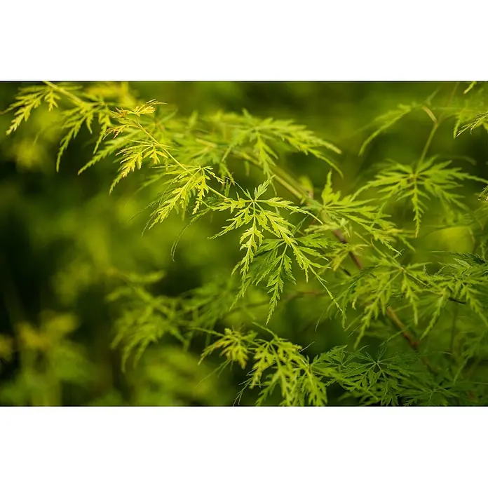 Pflanzen für dich Fächerahorn 175-200 cm - Acer palmatum 'Seiryu' - Lebhaft grüne, tief gelappte Blätter einer Pflanze.