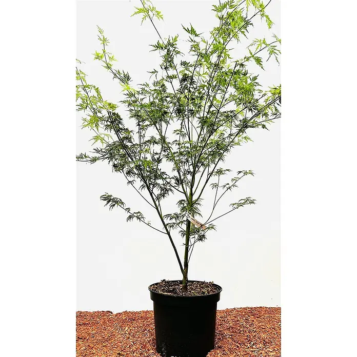 Pflanzen für dich Fächerahorn 60-80 cm - Acer palmatum 'Seiryu' - Junger grüner Fächerahorn mit fein gelappten Blättern im schwarzen Topf.