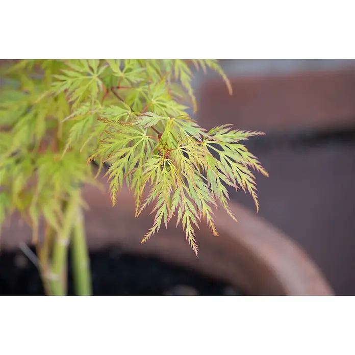 Pflanzen für dich Fächerahorn 30-40 cm - Acer palmatum 'Dissectum Viridis' - Hellgrüne japanische Ahornblätter mit rötlichen Spitzen, wachsend in einem Topf.