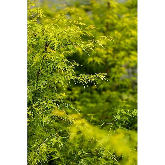 Pflanzen für dich Fächerahorn 175-200 cm - Acer palmatum 'Seiryu' - Üppige, leuchtend grüne, fein gelappte Blätter, typisch für einen Fächerahorn, füllen den Rahmen.