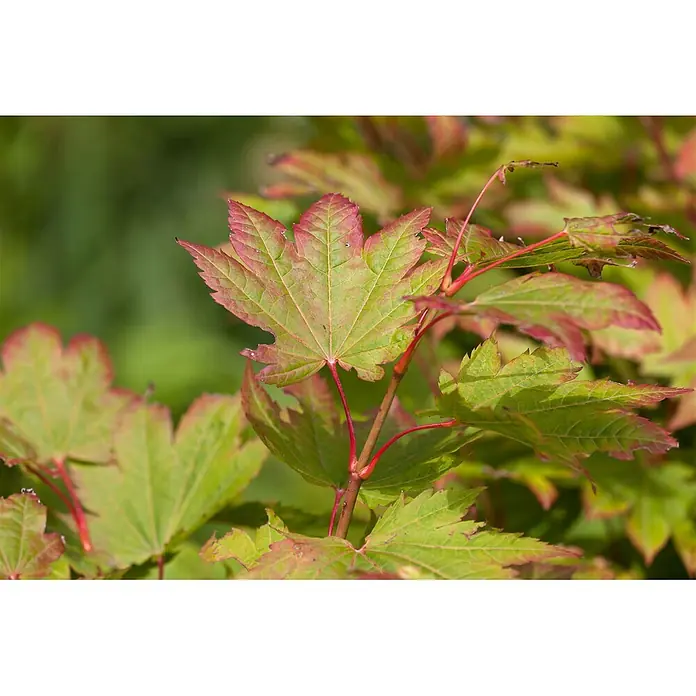 Pflanzen für dich Fächerahorn 150-175 cm - Acer japonicum 'Vitifolium' - Grüne Ahornblätter mit leuchtend roten Rändern und Adern.